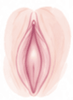 Ilustración-labios-menores-semicensurada